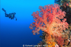 Coral Delight by Richard (qingran) Meng 